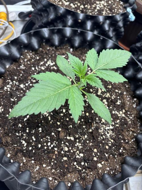 Frostbanger autos. Week 2