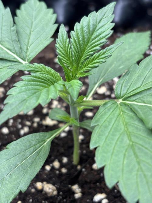 Frostbanger autos. Week 2