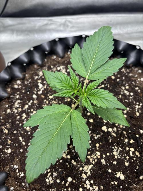 Frostbanger autos. Week 2
