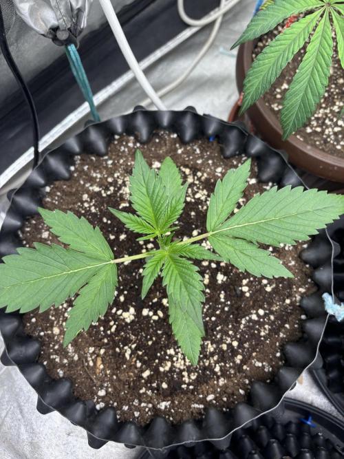 Frostbanger autos. Week 2