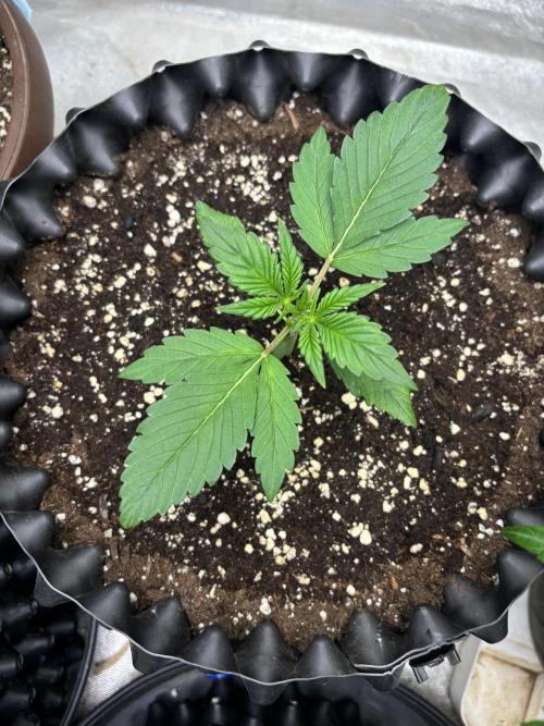 Frostbanger autos. Week 2