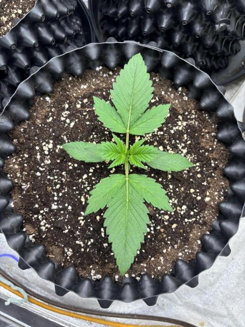 Frostbanger autos. Week 2