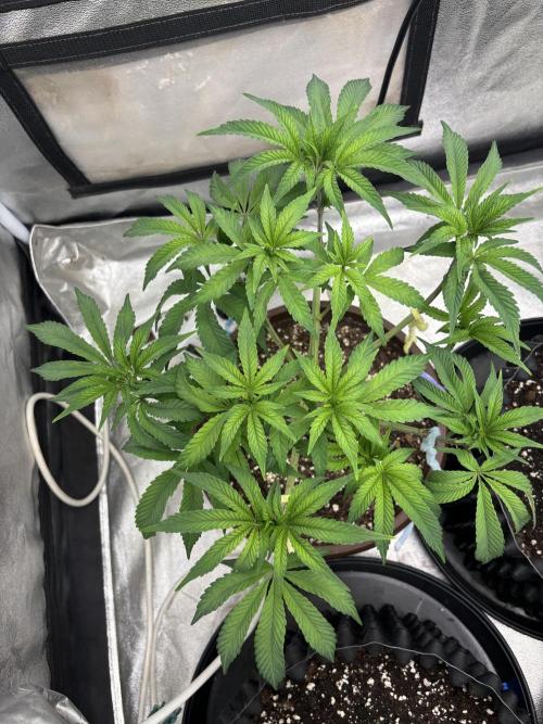 Biscotti Gelato. Week 7