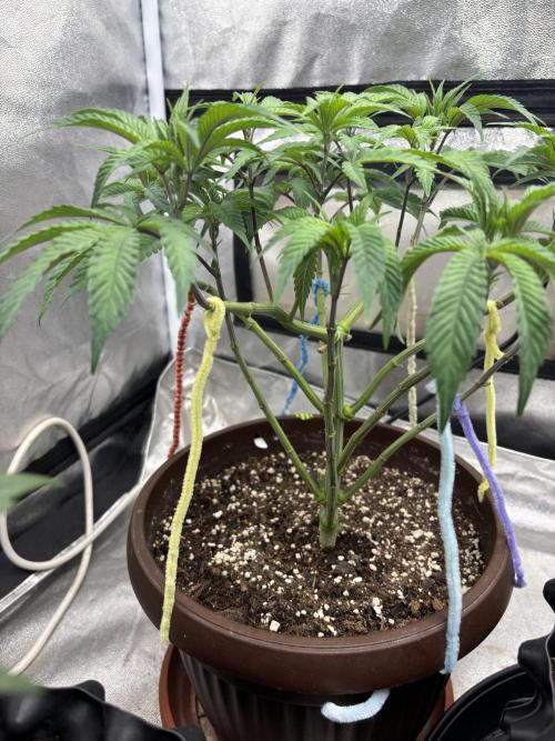 Biscotti Gelato. Week 7
