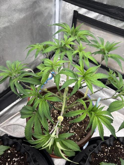 Biscotti Gelato. Week 7 - Nice strech shes doing good. Lot of stress