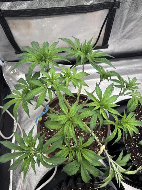Biscotti Gelato. Week 7