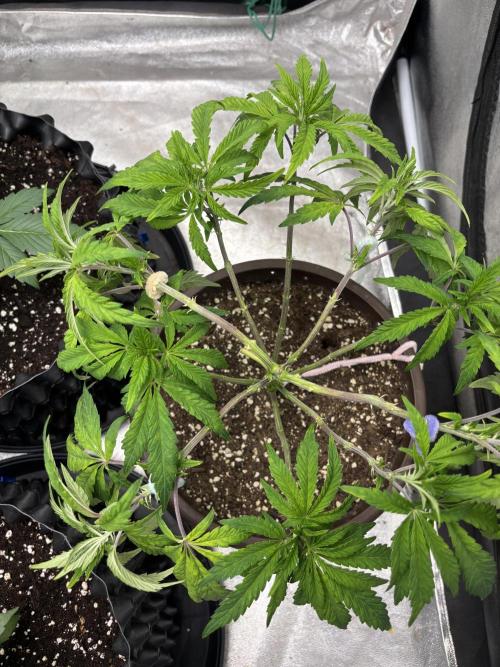 Biscotti Gelato. Week 7 - Shes recovering good. Still looking for optimal numbers of branches and color😉