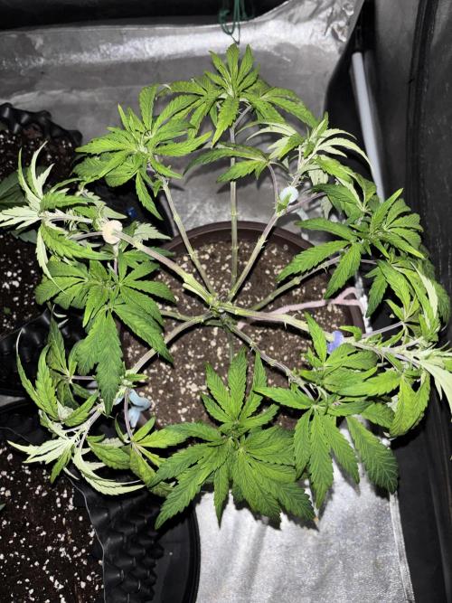 Biscotti Gelato. Week 7