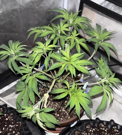 Biscotti Gelato. Week 7