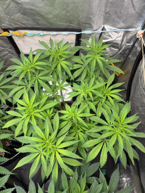 Biscotti Gelato. Week 7 - The beauty in the tent with Glowstarz. Switched to 12/12 today