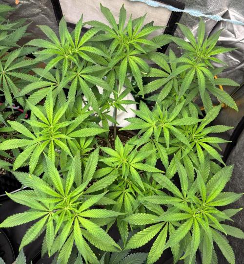 Biscotti Gelato. Week 7
