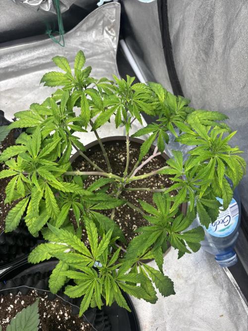 Biscotti Gelato. Week 7