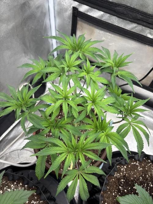 Biscotti Gelato. Week 7