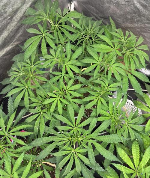 Glowstarz. Week 7