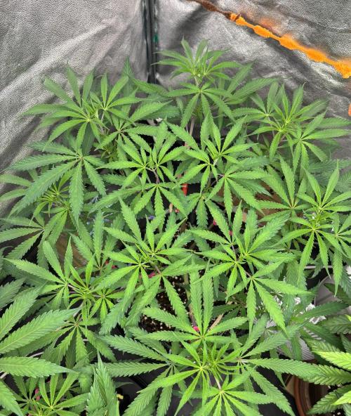 Glowstarz. Week 7
