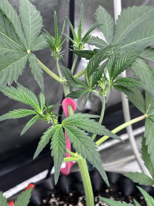 Frostbanger autos. Week 3