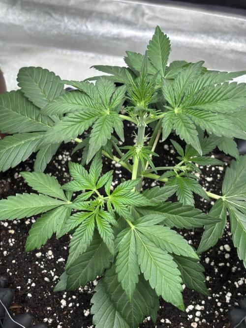 Frostbanger autos. Week 3