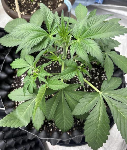 Frostbanger autos. Week 3