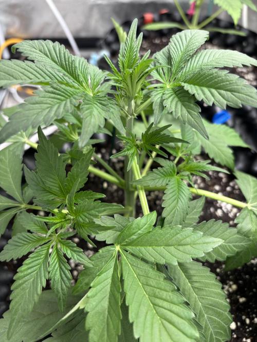 Frostbanger autos. Week 3