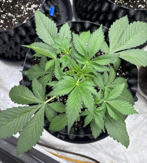 Frostbanger autos. Week 3
