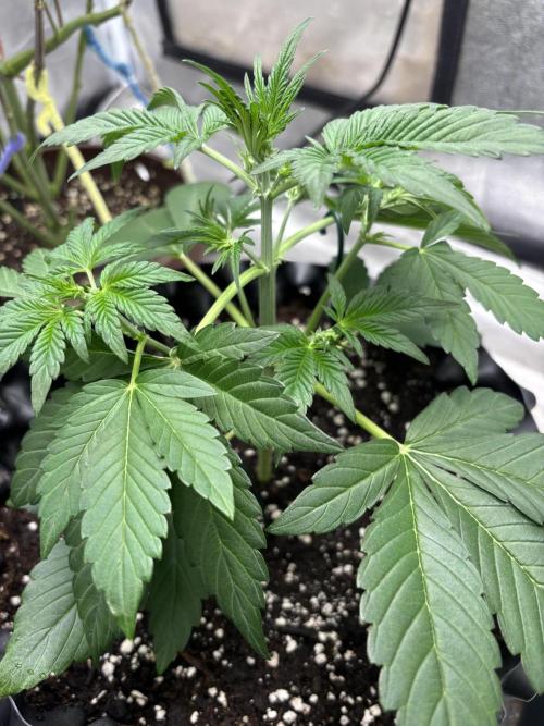 Frostbanger autos. Week 3