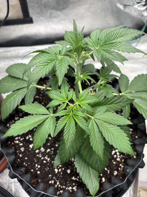 Frostbanger autos. Week 3