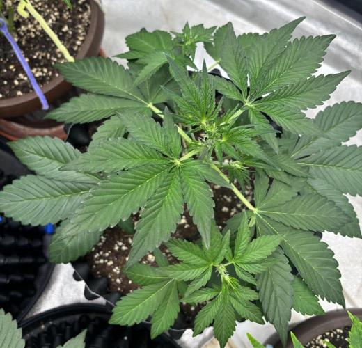 Frostbanger autos. Week 3
