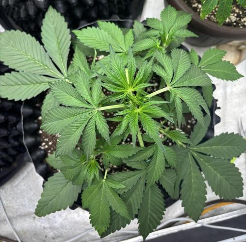 Frostbanger autos. Week 3