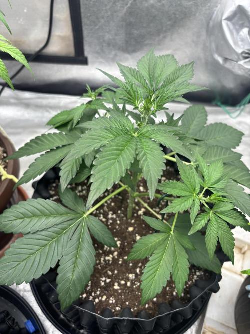 Frostbanger autos. Week 3