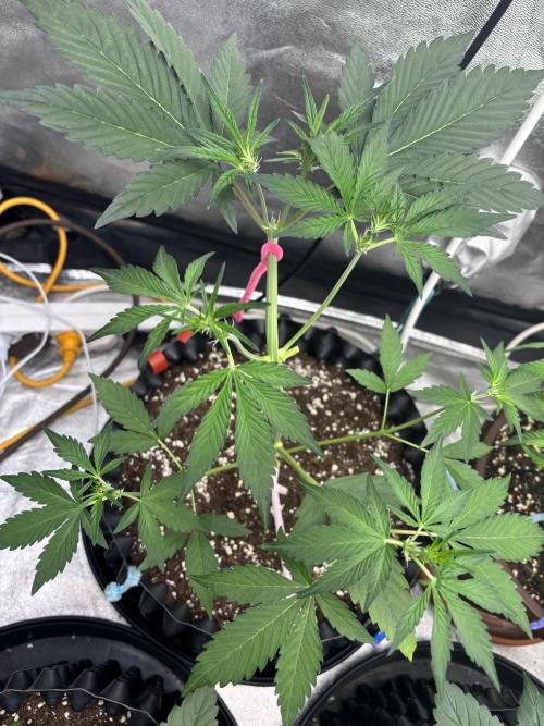 Frostbanger autos. Week 3