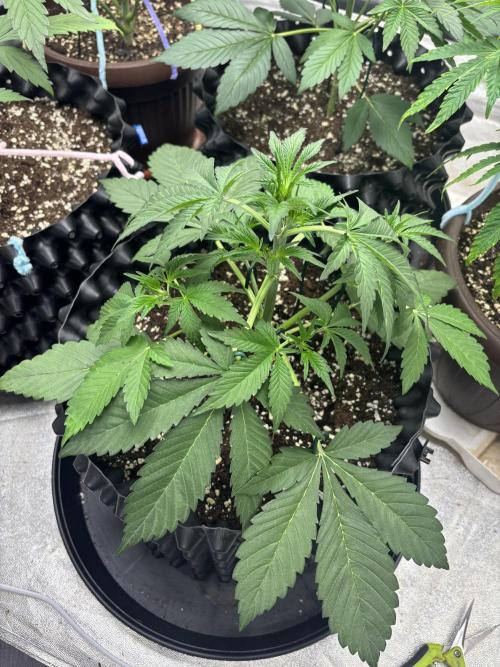 Frostbanger autos. Week 3