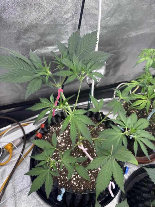 Frostbanger Auto. Week 3