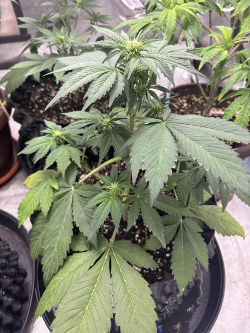 Frostbanger autos. Week 4