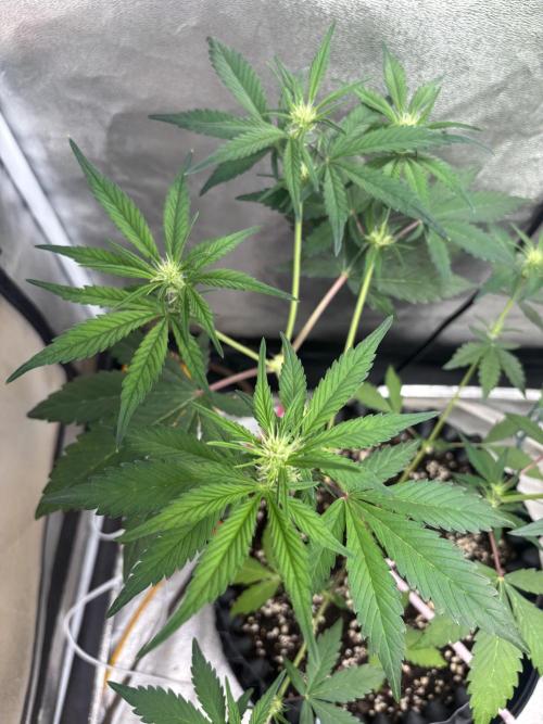 Frostbanger autos. Week 4