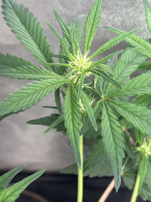 Frostbanger autos. Week 4