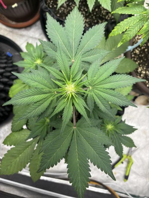 Frostbanger autos. Week 4