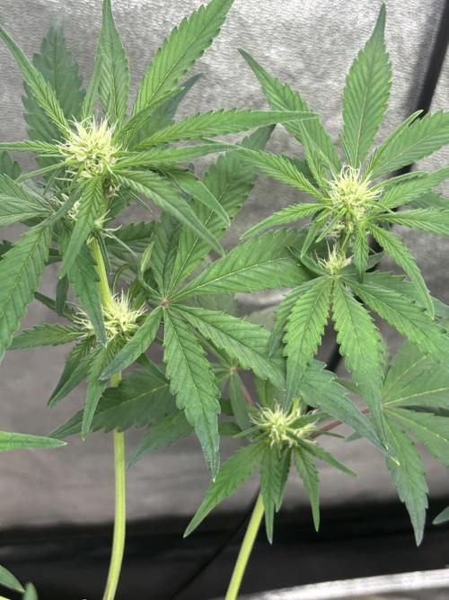 Frostbanger autos. Week 4