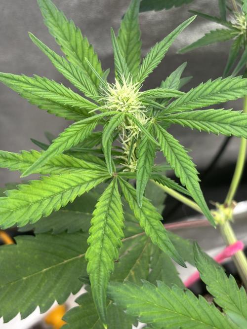 Frostbanger Auto. Week 4