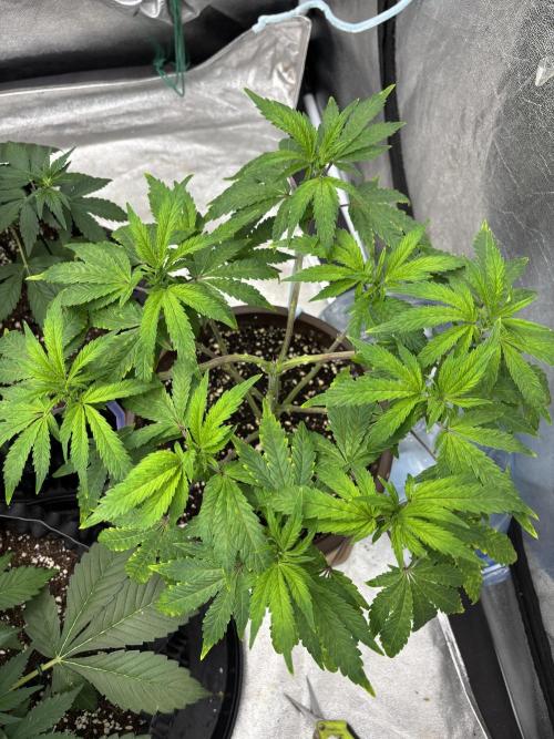 Biscotti Gelato. Week 8 - Im better!