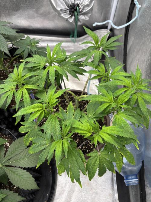 Biscotti Gelato. Week 8