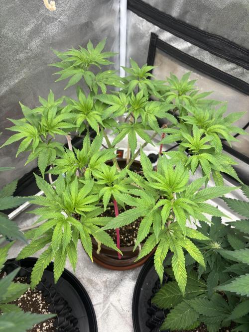 Biscotti Gelato. Week 8