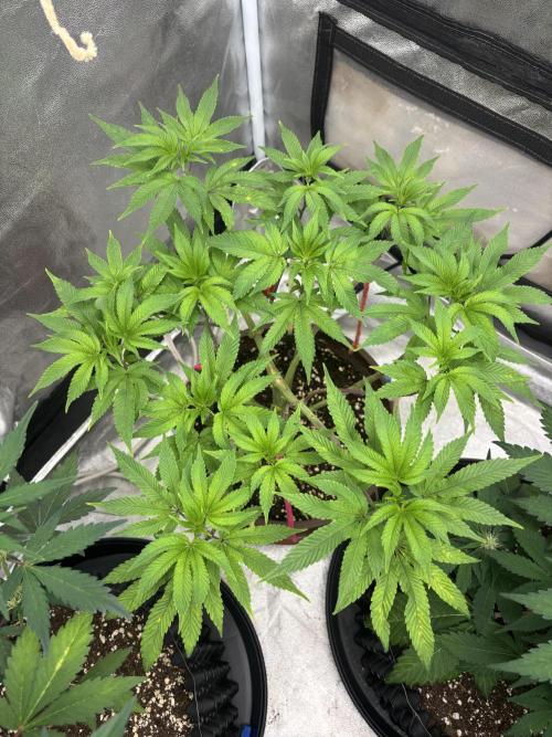 Biscotti Gelato. Week 8 - Lot of space here ,shes getting back that green look and not pale face😱