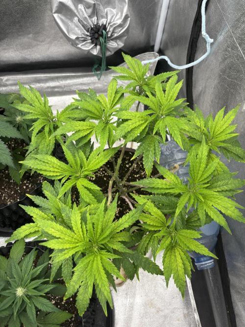 Biscotti Gelato. Week 8 - Shes getting better every day