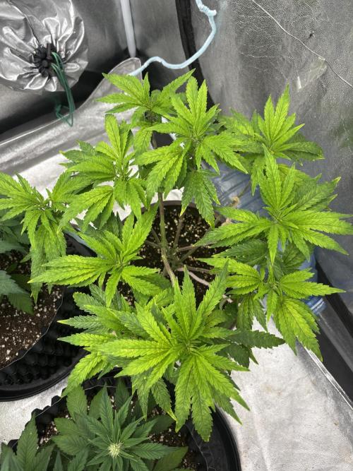 Biscotti Gelato. Week 8