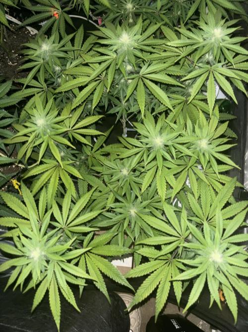 Biscotti Gelato. Week 8