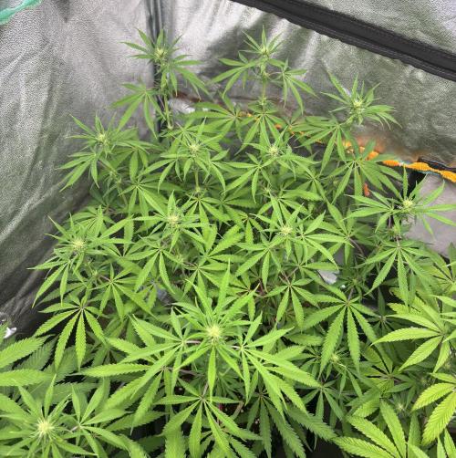 Glowstarz. Week 8