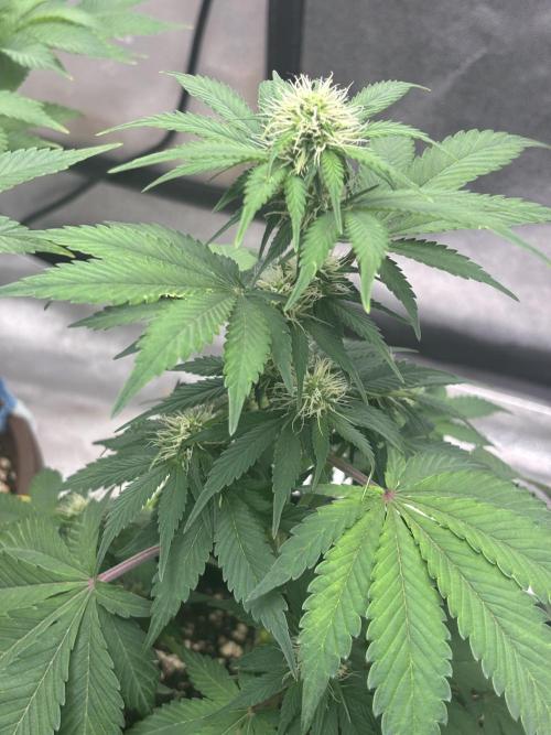 Frostbanger autos. Week 5