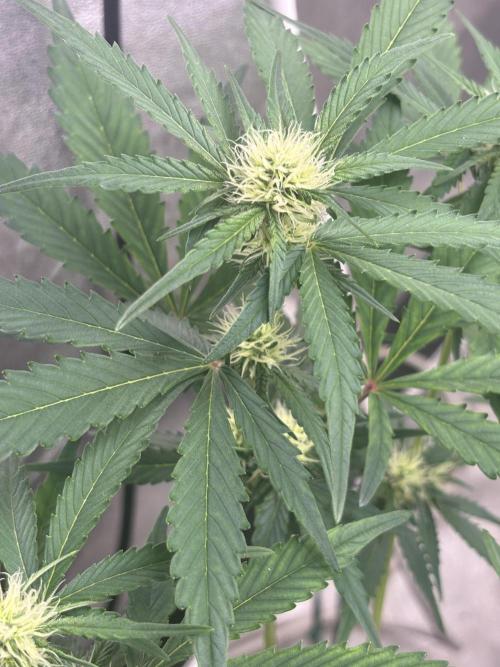 Frostbanger autos. Week 5