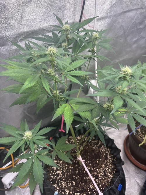 Frostbanger autos. Week 5