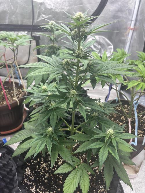 Frostbanger autos. Week 5
